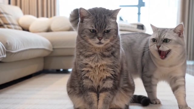 请一只猫一只猫的称
