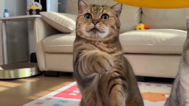 才艺比赛